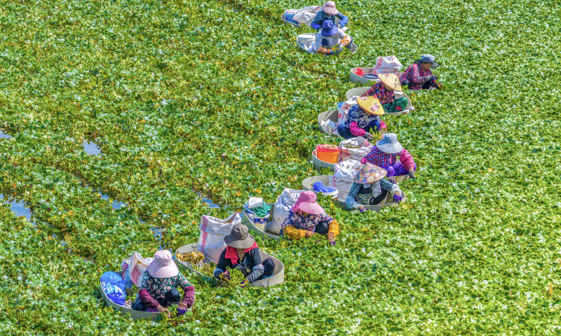 Villagers pick water chestnuts in Taizhou, East China's Jiangsu Province, on September 6, 2026. In recent years, Taizhou's Hailing district has leveraged its local resource advantages to vigorously develop the planting of aquatic cash crops such as water chestnuts, and has helped farmers increase their incomes through the