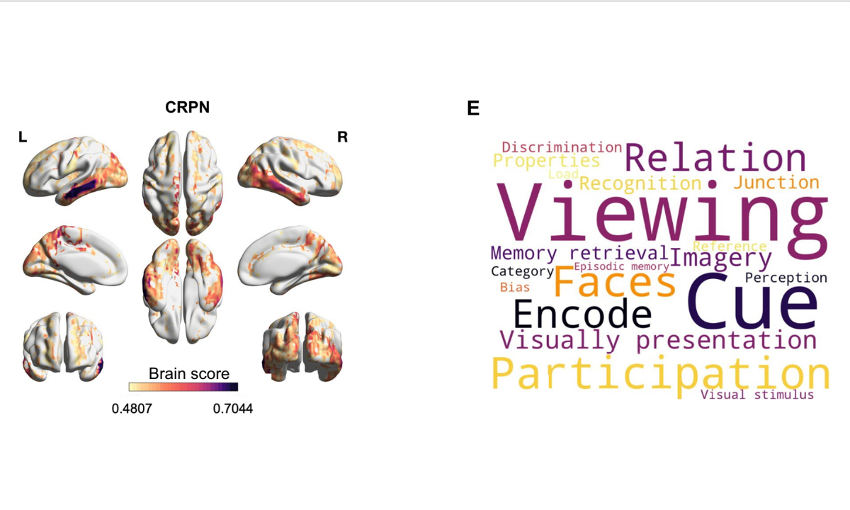 Brain-reading AI model reveals how different brain regions are linked to cognitive functions. Photo: Courtesy of Lu Han
