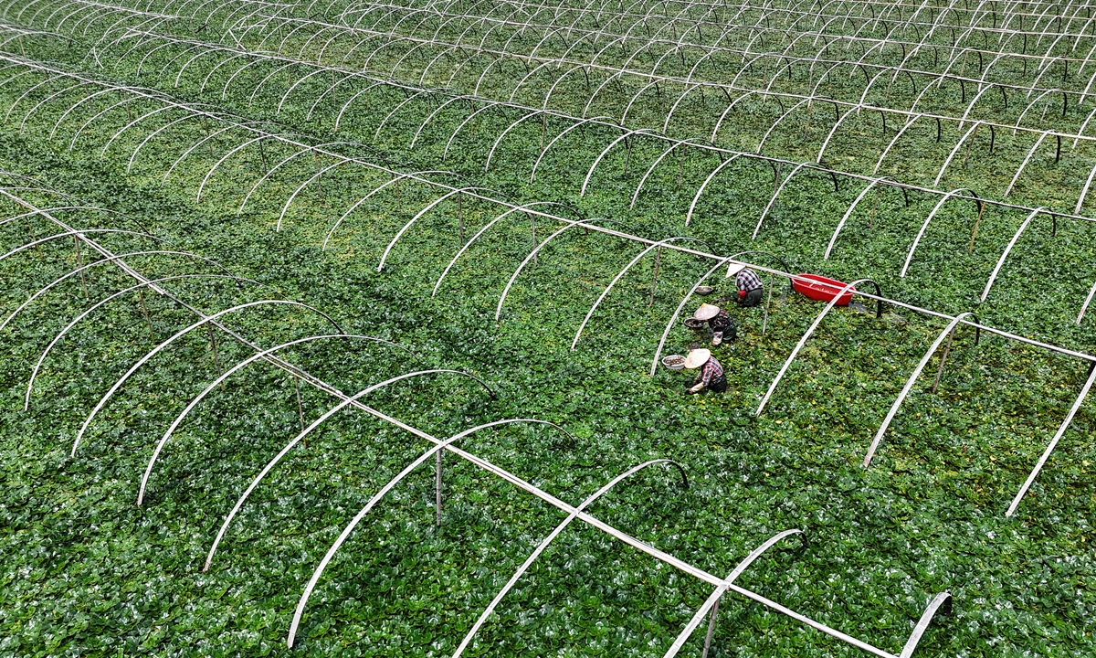 Farmers work in Leqing, East China's Zhejiang Province, on June 21, 2026, the day marks Xiazhi, or Summer Solstice.  Photo: VCG