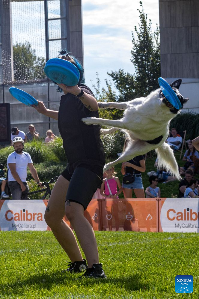 A dog leaps to catch a flying disc during a dog frisbee competition in Warsaw, Poland, Aug. 30, 2026. The event was held from Aug. 28 to 30 at Wilanow Beach in Warsaw. (Photo by Jaap Arriens/Xinhua)