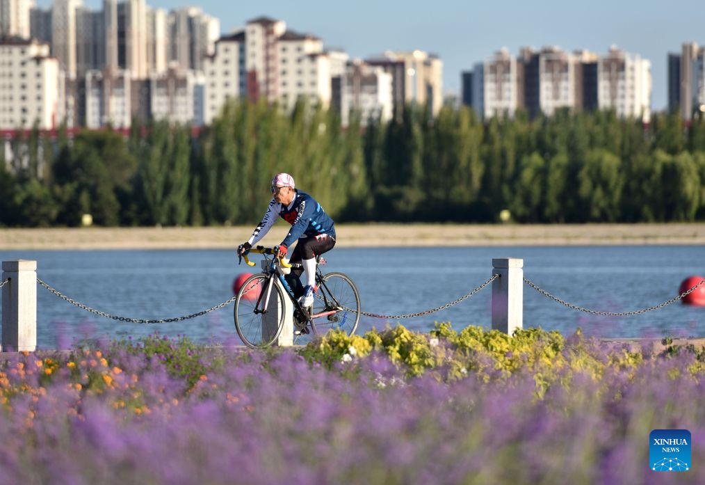 A man rides a bike at a lavender field in Tongliao City, north China's Inner Mongolia Autonomous Region, Aug. 9, 2026. (Photo by Wu Xiaoying/Xinhua)