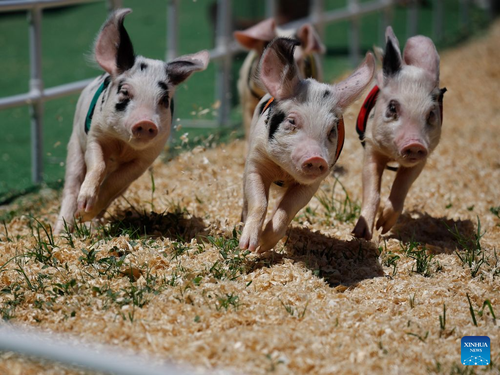 Pigs race during a pig-racing competition at the Orange County Fair in Costa Mesa, California, the United States, Aug. 1, 2026. (Photo by Qiu Chen/Xinhua)