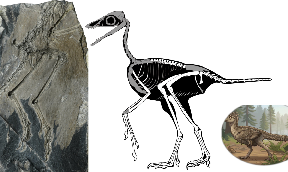 The species of Zhengheornis buyu, the smallest known long-tailed bird, and the skeletal reconstruction image of it Photo: Courtesy of Institute of Vertebrate Paleontology and Paleoanthropology under the Chinese Academy of Sciences