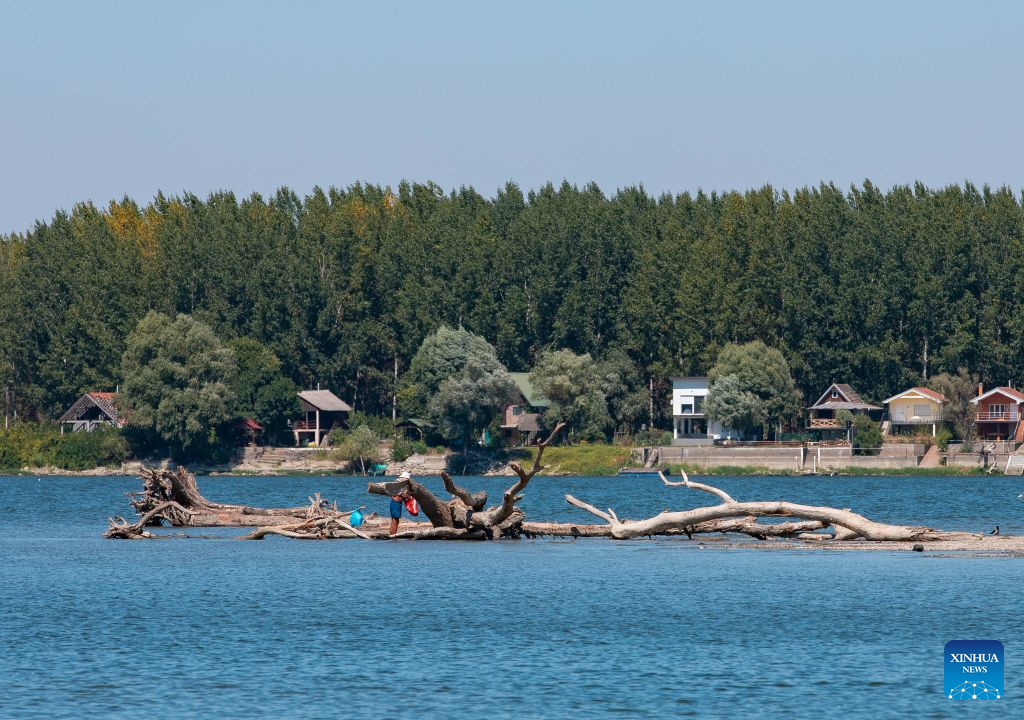 This photo taken on Aug. 16, 2026 in Belgrade, Serbia, shows tree trunks exposed in the Danube River as the river's water level approached record-low by severe drought. (Photo by Wang Wei/Xinhua)