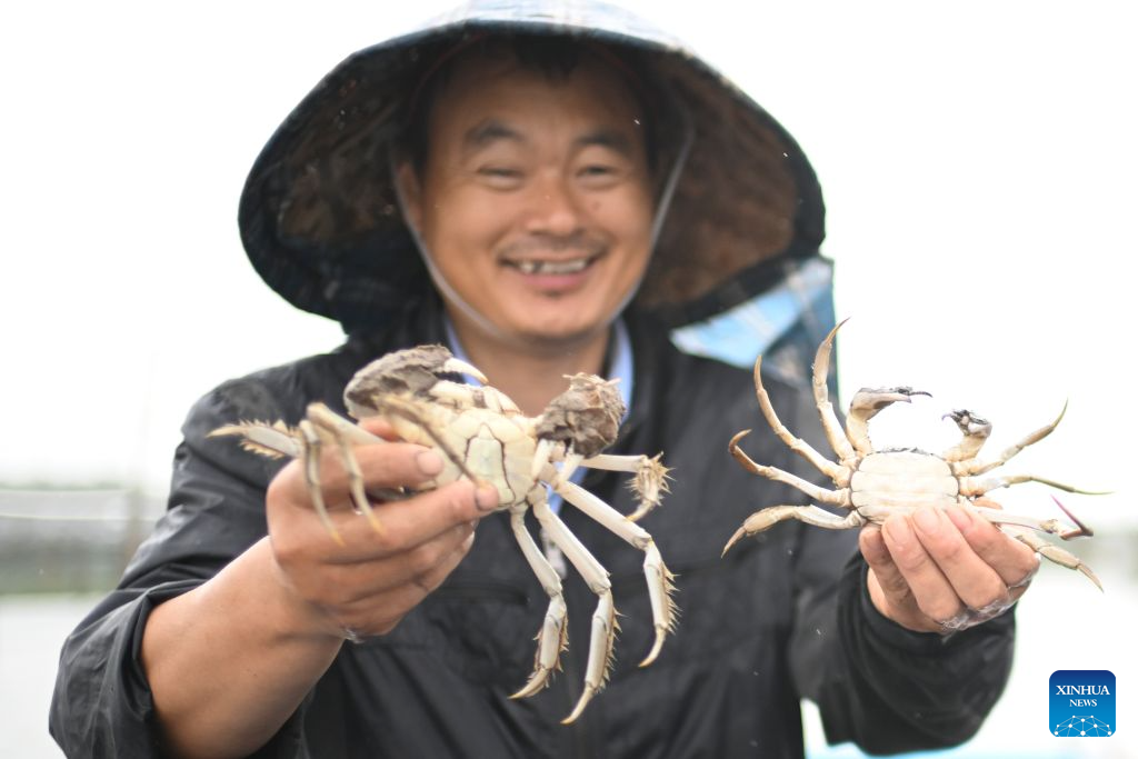 A crab farmer displays hairy crabs newly caught in the Yangcheng Lake in Suzhou, east China's Jiangsu province, Sept. 28, 2026. This year's harvest season for China's highly sought-after freshwater crabs began on Monday in the Yangcheng Lake. (Photo by Wang Xuzhong/Xinhua)