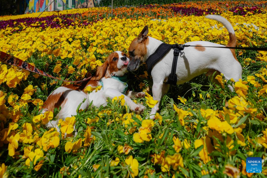 Dogs are seen at Dogs' Day Out event during the Floriade flower festival in Canberra, Australia, on Oct. 11, 2026.
The Floriade flower festival here held its Dogs' Day Out event on Sunday, marking the conclusion of this year's spring welcoming festivity. (Photo by Chu Chen/Xinhua)