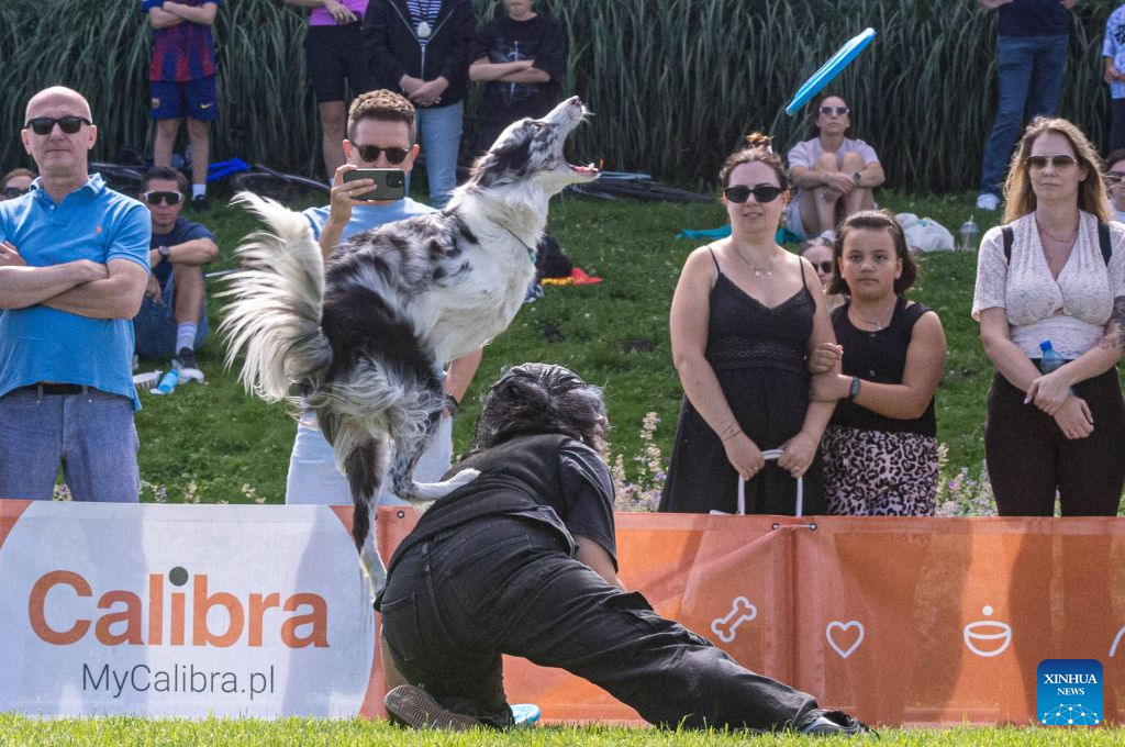 A dog leaps to catch a flying disc during a dog frisbee competition in Warsaw, Poland, Aug. 30, 2026. The event was held from Aug. 28 to 30 at Wilanow Beach in Warsaw. (Photo by Jaap Arriens/Xinhua)