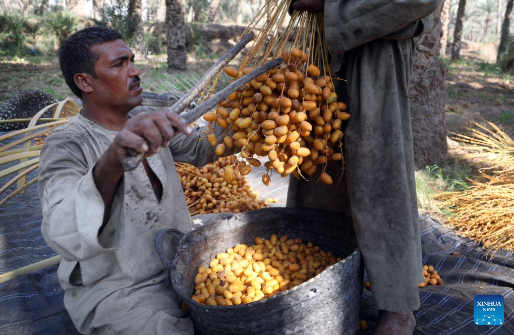 A farmer strips dates at Dahshur village in Giza, Egypt, Sept. 22, 2026. (Xinhua/Ahmed Gomaa)
