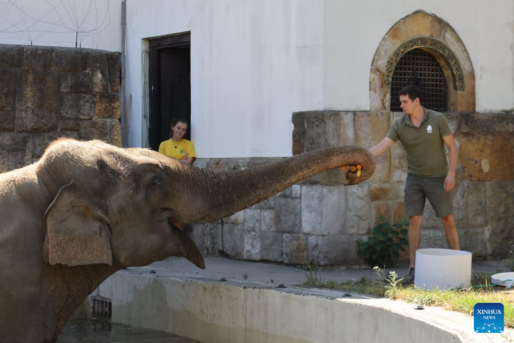 Staff members feed an Asian elephant with fruits as Budapest Zoo celebrates its 160th anniversary in Budapest, Hungary, on Aug. 9, 2026. (Photo by Attila Volgyi/Xinhua)