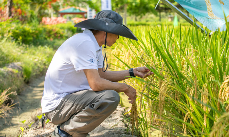 A researcher examines rice plants during a rice new variety exhibition in Sanya, South China's Hainan Province, on May 13, 2026. Photo: VCG