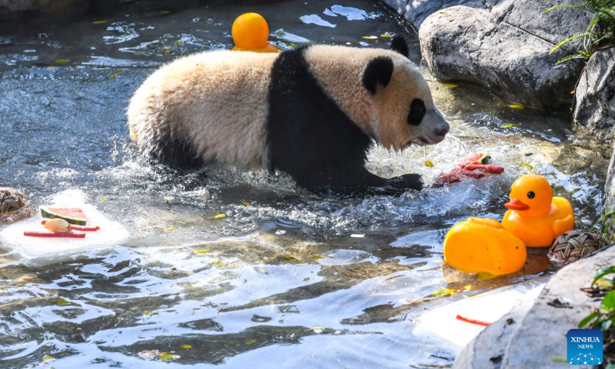A giant panda cools off in a pool of water at the Chongqing Zoo in southwest China's Chongqing Municipality, July 23, 2026. The zoo has taken various measures to cool the animals off and to keep them comfortable during the summer heat here. (Xinhua/Tang Yi)