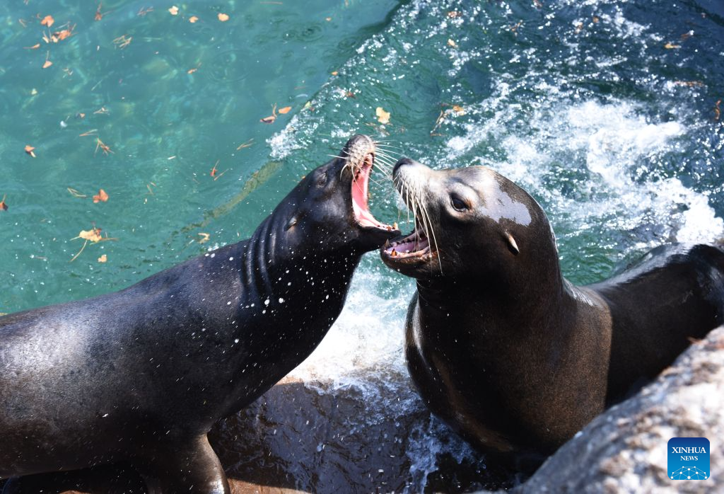 Two sea lions play in Rotterdam Zoo, the Netherlands, on July 30, 2026. (Xinhua/Shao Haijun)