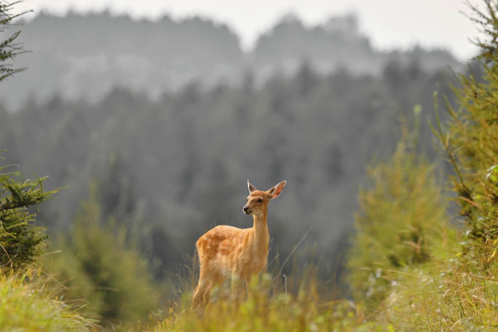 A sika deer fawn is pictured at the Xiandongshan sika deer national nature reserve in Qiqihar, northeast China's Heilongjiang Province, Aug. 18, 2026. (Photo by Lyu Shuxin/Xinhua)