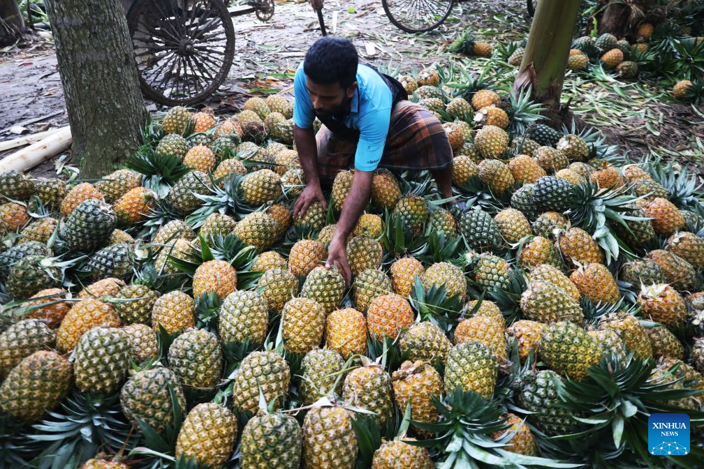 A trader sells pineapples at Jalchhatra Bazaar in Madhupur, Tangail district, Bangladesh, on Aug. 4, 2026. (Photo by Habibur Rahman/Xinhua)