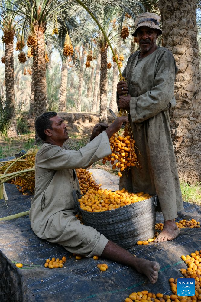 Farmers strip dates at Dahshur village in Giza, Egypt, Sept. 22, 2026. (Xinhua/Xin Mengchen)