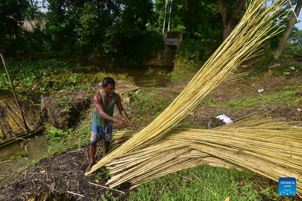 A farmer extracts jute fibres from decomposed jute plants in Nagaon District of India's northeastern state of Assam on Sept. 16, 2026. (Str/Xinhua)
