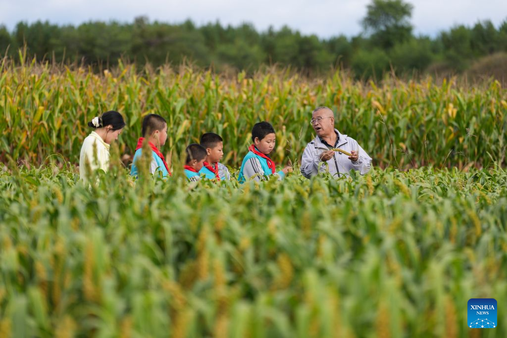 Yao Jian (1st R) and students have a class in a field in Sandun Village, Huayuantun Town of Datong, north China's Shanxi Province, Sept. 9, 2026. One day in early autumn, at Sandun Primary School at the foot of the Great Wall section built during the Ming Dynasty (1368-1644) in northern Shanxi, Yao Jian stood on the podium and gave students a lecture. Twenty-eight years have passed since the 52-year-old village teacher began his career at the school.
There are only seven teaching staff members and six students at Sandun Primary School, which is located on the border between north China's Shanxi Province and Inner Mongolia Autonomous Region. Tucked away in a remote area and difficult to reach, the school offers children from surrounding villages a vital path to education.
In 1998, Yao Jian returned to his hometown and became a teacher after graduating from normal university. Two years later, with outstanding teaching achievements, he was assigned to Sandun Primary School. In 2004, he became the principal of the school, where he also acted as chef, procurement agent and driver.
When the school was transformed into a boarding school in 2012, he drove his car to pick up and drop off those students who lived far away in all weathers.
Back in 2002, Yao's wife Ma Lirong moved in to support her husband and take care of these students. Later, Ma also became a teacher there.
Being a teacher is a lifelong undertaking that cannot be taken lightly in the slightest, said Yao Jian. He has developed a special teaching method which combines theoretical knowledge with practice.
In recent years, the local government has allocated various teaching equipment to the school, while welfare organizations and businesses have also brought teaching and daily necessities. I want to be like the Great Wall, continuing to stand firm on the front line of rural education and safeguard the children's dreams of education, said Yao. (Xinhua/Yang Chenguang)