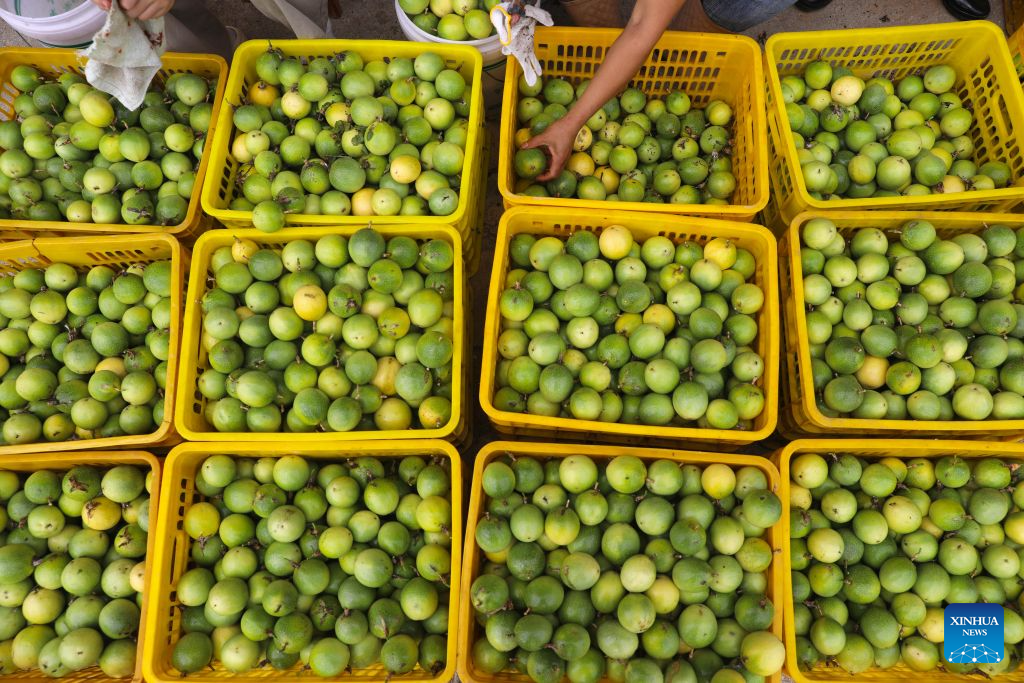 Farmers arrange newly-harvested passion fruits in Xinhua Township of Jinping County, southwest China's Guizhou Province, Sept. 16, 2026. Farmers are busy with the autumn harvesting in China. (Photo by Yang Xiaohai/Xinhua)
