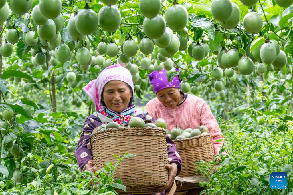 Farmers carry freshly picked passion fruits at Laozhai Village of Wenshan Zhuang and Miao Autonomous Prefecture, southwest China's Yunnan Province, on Aug. 7, 2026. (Photo by Xiong Pingxiang/Xinhua)
