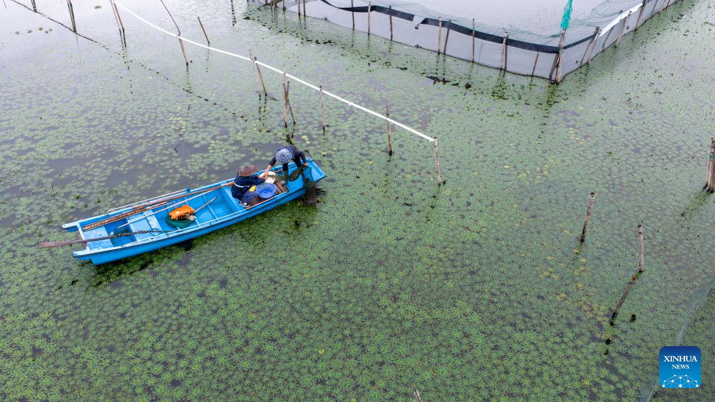 An aerial drone photo shows crab farmers catching hairy crabs on the Yangcheng Lake in Suzhou, east China's Jiangsu province, Sept. 28, 2026. This year's harvest season for China's highly sought-after freshwater crabs began on Monday in the Yangcheng Lake. (Photo by Wang Xuzhong/Xinhua)