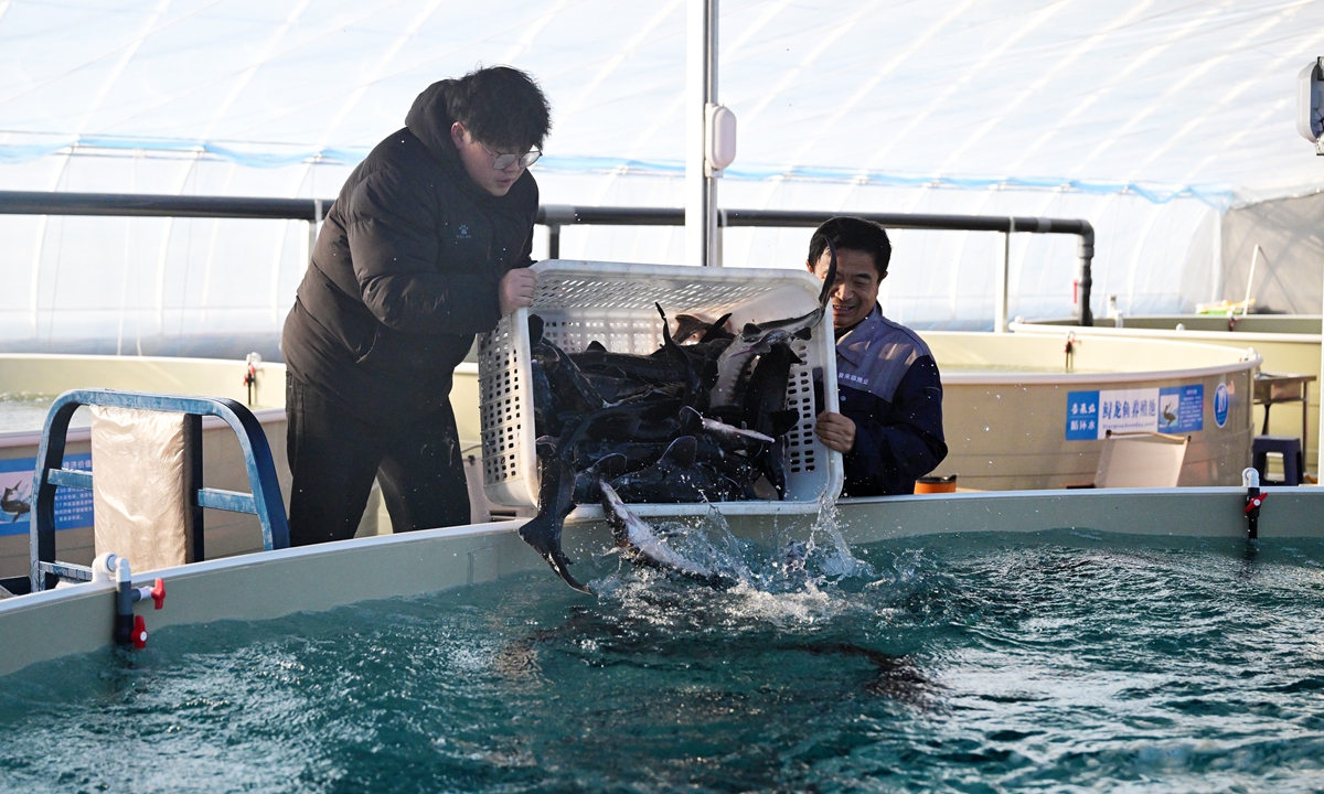 Fish farmers in Minning township prepare sturgeon for sale on February 7, 2026.