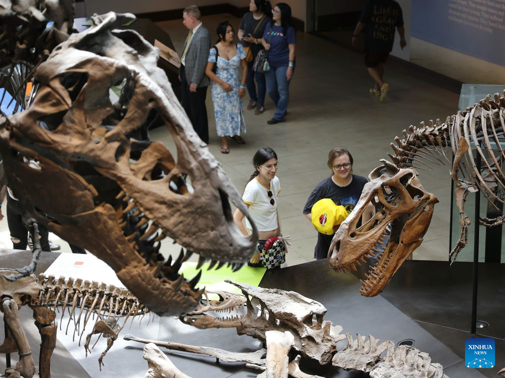 People look at fossilized dinosaur bones at the Dinosaur Hall of the Natural History Museum of Los Angeles County during the 11th annual Dino Fest in Los Angeles, California, the United States, Aug. 30, 2026. (Photo by Qiu Chen/Xinhua)