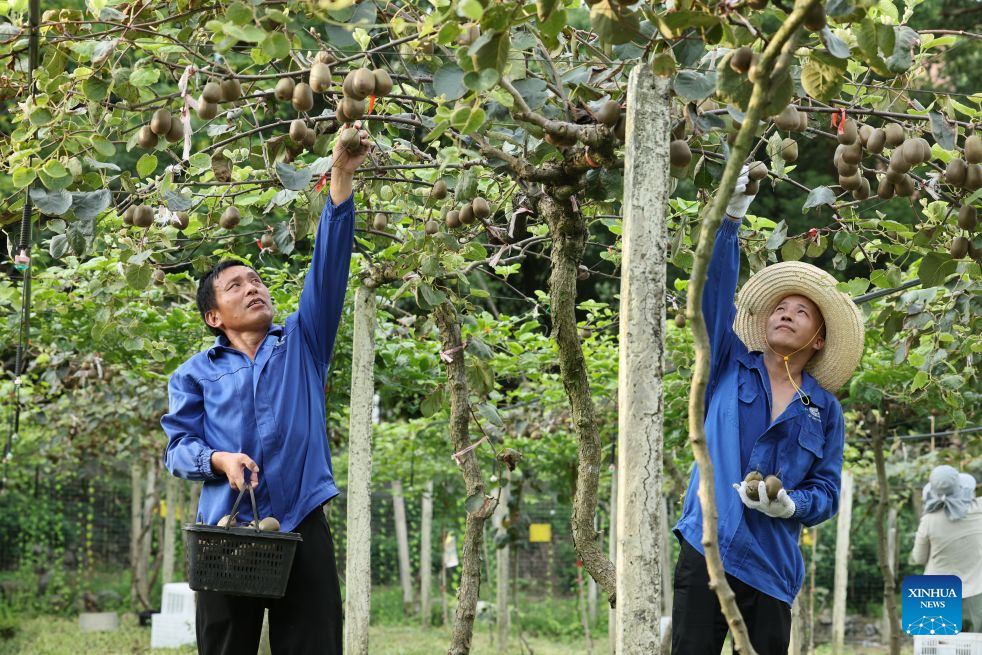 Farmers harvest kiwis in Qianqi Town of Fuding City, southeast China's Fujian Province, Aug. 27, 2026. Fujian raised its emergency response for typhoon damage prevention to Level II on Thursday afternoon, while keeping a Level IV flood-control emergency response.
The local flood control authority has urged all localities and relevant departments to closely track Typhoon Saudel, the 18th typhoon of 2026, and the evolving rainfall. It called for thorough inspections in vulnerable areas and prompt evacuation of residents from high-risk zones to ensure public safety and protect property. (Xinhua/Jiang Kehong)