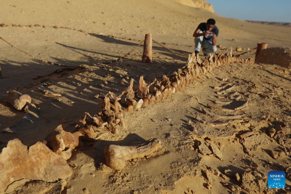 A tourist takes photos of whale fossil remains at Wadi Al-Hitan, or the Whale Valley, in Fayoum, western Egypt, on Aug. 18, 2026. Wadi Al-Hitan, or the Whale Valley, located in the western desert of Egypt, contains invaluable fossil remains of the earliest, and now extinct, suborder of whales, Archaeoceti. It was listed as a World Heritage Site by UNESCO in 2005. (Xinhua/Ahmed Gomaa)