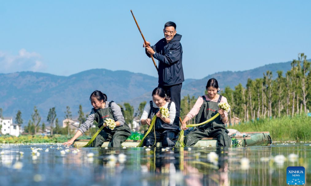 Workers harvest Ottelia acuminata at a planting base at Yong'an Village of Eryuan County in Dali Bai Autonomous Prefecture, southwest China's Yunnan Province, on Oct. 18, 2024.(Photo by Luo Xincai/Xinhua)