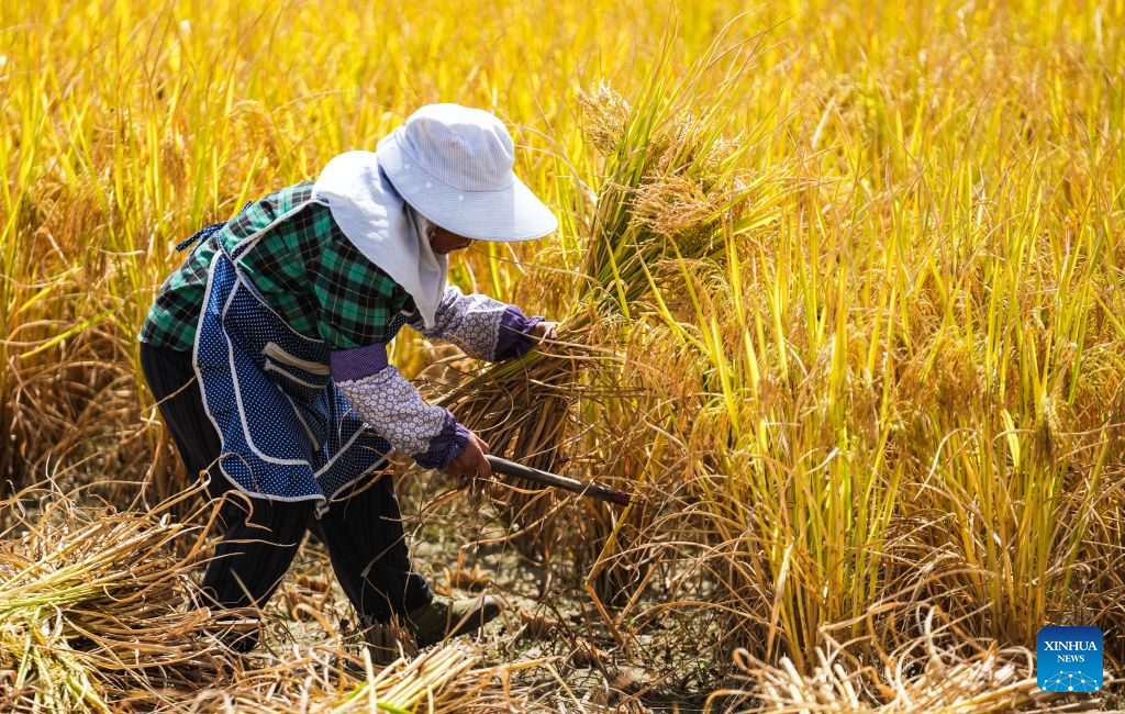 A farmer harvests paddy rice in a field at Zhongtang Village of Changshun County, Qiannan Bouyei and Miao Autonomous Prefecture, southwest China's Guizhou Province, Sept. 18, 2026. A total of 118,500 mu (about 7,900 hectares) of paddy rice in the county has entered the harvest season. Farmers here are working hard to make the most of the fine weather over the recent days. (Xinhua/Tao Liang)