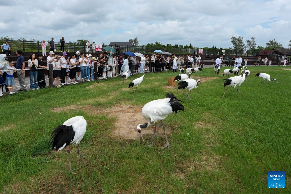 Tourists view red-crowned cranes at the Red-crowned Crane Wetland Ecological Tourism Zone in Yancheng, east China's Jiangsu Province, on Aug. 13, 2026. The endangered red-crowned crane is under national first-class protection. (Xinhua/Li Bo)