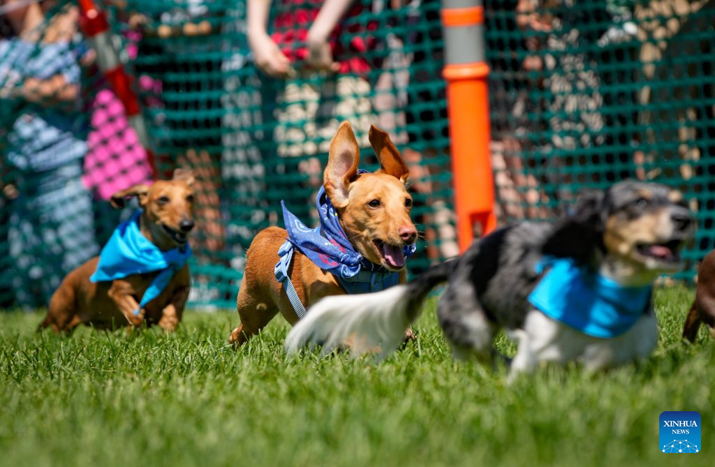 Dachshunds compete during the BC Fast & Furriest Races at Town Centre Park in Coquitlam, British Columbia, Canada, on Aug. 3, 2026. (Photo by Liang Sen/Xinhua)