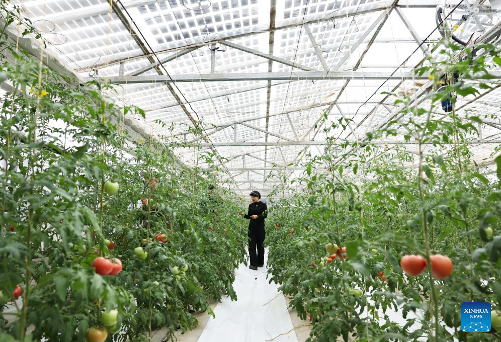 A staff member works inside a water-saving photovoltaic greenhouse in Hongsibu District of Wuzhong, northwest China's Ningxia Hui Autonomous Region, Sept. 20, 2026. Based on local agricultural conditions, farmers in Hongsibu District have built photovoltaic greenhouses, integrating photovoltaic power generation, intelligent temperature control, and precision water-saving technologies. (Xinhua/Liu Yun)