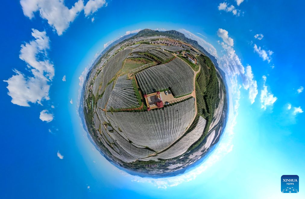 A panoramic aerial drone photo taken on Aug. 13, 2026 shows a view of an apple planting and processing base in Zhaotong City, southwest China's Yunnan Province. The early-season apples grown in Zhaotong hit the market in recent days, some 20 to 30 days earlier than common varieties. The city has an apple planting area of 850,000 mu (about 57,000 hectares), including 196,300 mu (about 13,090 hectares) dedicated to early-season varieties. (Xinhua/Chen Xinbo)
