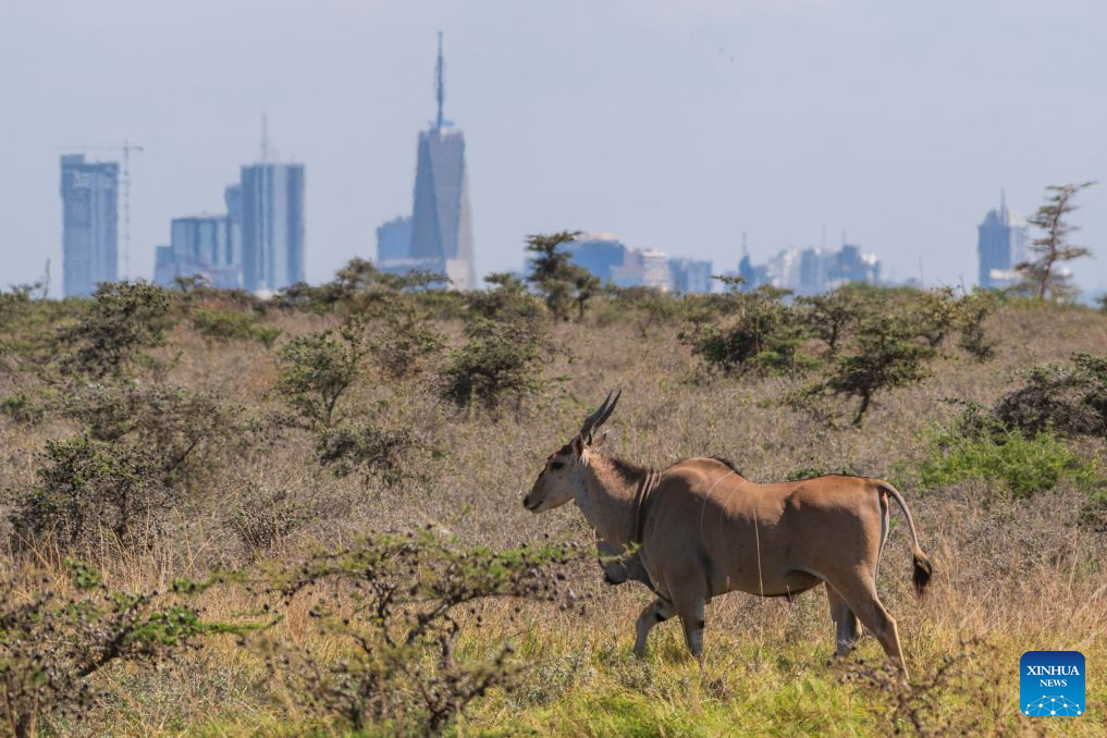 A common eland is pictured at the Nairobi National Park with city buildings in the distance in Nairobi, capital of Kenya, Aug. 11, 2026. (Xinhua/Xie Jianfei)