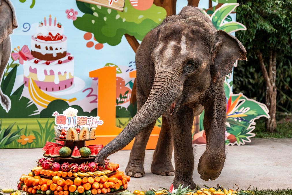 Yangniu, a rescued Asian elephant, is seen at its birthday party at the Asian Elephant Breeding and Rescue Center in Xishuangbanna Dai Autonomous Prefecture, southwest China's Yunnan Province, Aug. 12, 2026. The Asian Elephant Breeding and Rescue Center in Xishuangbanna celebrated the birthday of Asian elephant Yangniu on Wednesday on the occasion of World Elephant Day. Since it was rescued 11 years ago, Yangniu has been taken good care of by full-time breeders. (Xinhua/Hu Chao)