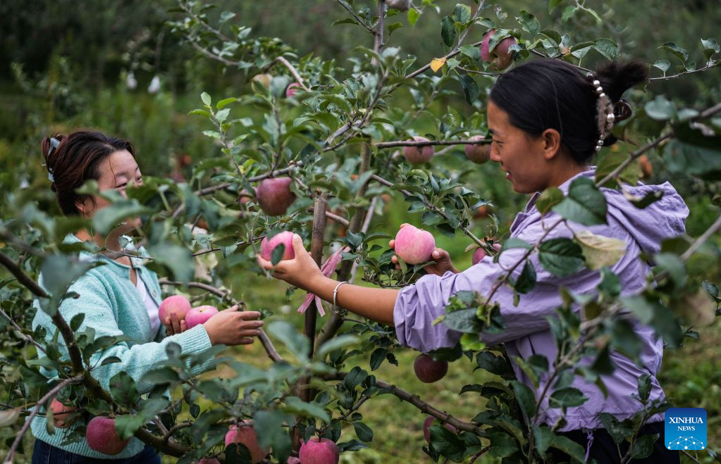 Farmers harvest apples in the Yi-Hui-Miao Autonomous County of Weining, Bijie, southwest China's Guizhou Province, Sept. 5, 2026. Early-ripening apples in the Yi-Hui-Miao Autonomous County of Weining are gradually entering the harvest season. The county has 150,000 mu (about 10,000 hectares) of apple trees bearing fruit, with more than ten apple varieties. The county's apple industry has generated a comprehensive output value of 1.2 billion yuan (about 178.81 million U.S. dollars), boosting the incomes of nearly 100,000 rural households. (Xinhua/Tao Liang)