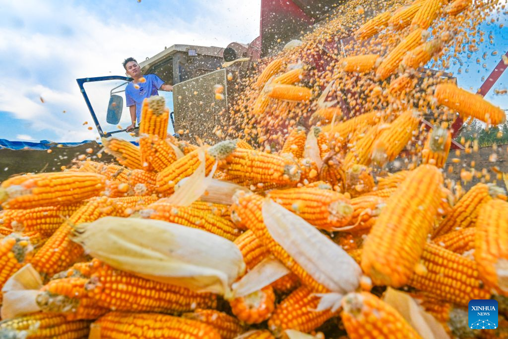 A farmer harvests corns in a field in Xiayi County of Shangqiu City, central China's Henan Province, Oct. 8, 2026. Autumn crops, the mainstay of China's annual grain production, are now being harvested. According to the Ministry of Agriculture and Rural Affairs, China is on track for a bumper grain harvest in 2026, thanks to steady progress in agricultural and rural modernization. (Photo by Wang Gaochao/Xinhua)
