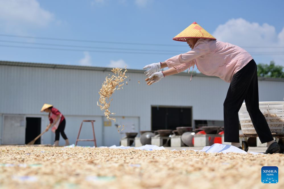 Staff members air chili sauce ingredients at an airing field for chili sauce in Yongfeng Subdistrict of Shuangfeng County, Loudi City of central China's Hunan Province, Aug. 16, 2026. As one of China's protected geographical indication products, chili sauce made in Yongfeng Subdistrict boasts a history of several centuries. (Photo by Li Jianxin/Xinhua)