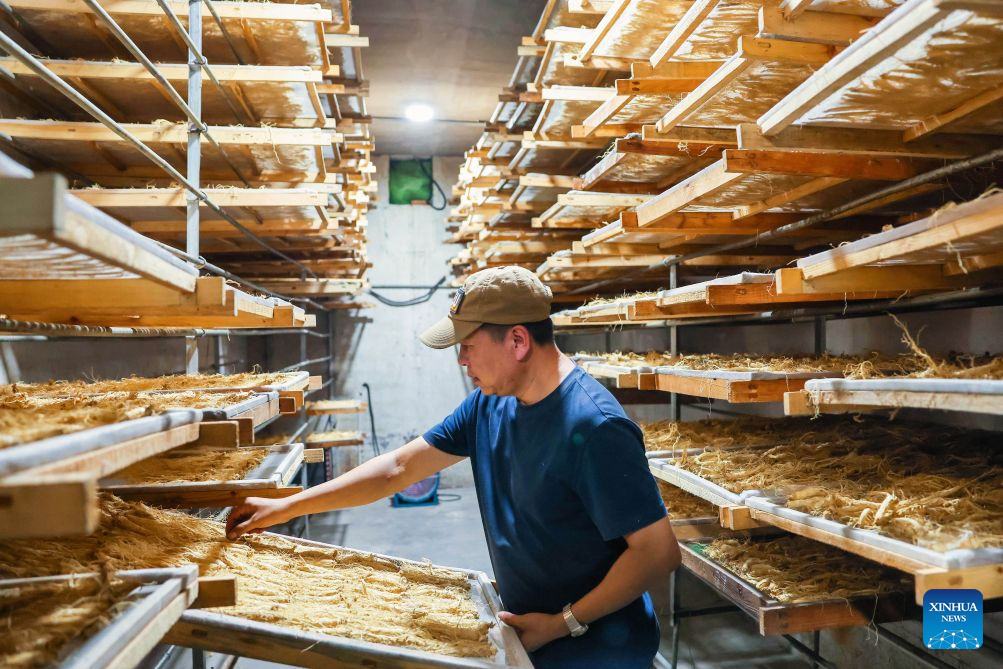 A worker dries ginseng at a ginseng processing company in Wanliang Town, Fusong County, northeast China's Jilin Province, Sept. 19, 2026. In Autumn, Fusong County, located in the hinterland of the Changbai Mountain in northeast China's Jilin Province, has greeted the harvest and dealing season for locally grown ginseng. As the largest planting, processing and trading center of ginseng in China, Fusong County is also called the hometown of ginseng.
In recent years, Jilin has promoted the ginseng industry as a key mission in high-quality development, with the comprehensive output value of the ginseng industry exceeding 100 billion yuan (about 14.94 billion U.S. dollars) in 2025, a 30.5 percent increase from that of last year, the biggest increase in the last ten years. (Xinhua/Xu Chang)