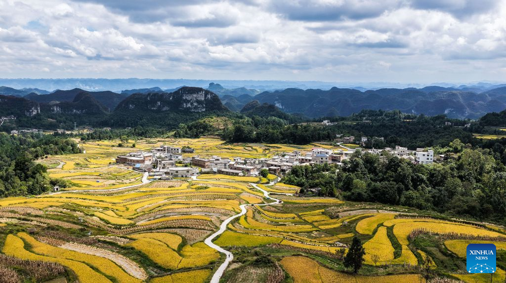 A drone photo taken on Sept. 18, 2026 shows a view of terraced fields at Zhongtang Village of Changshun County, Qiannan Bouyei and Miao Autonomous Prefecture, southwest China's Guizhou Province. A total of 118,500 mu (about 7,900 hectares) of paddy rice in the county has entered the harvest season. Farmers here are working hard to make the most of the fine weather over the recent days. (Xinhua/Tao Liang)