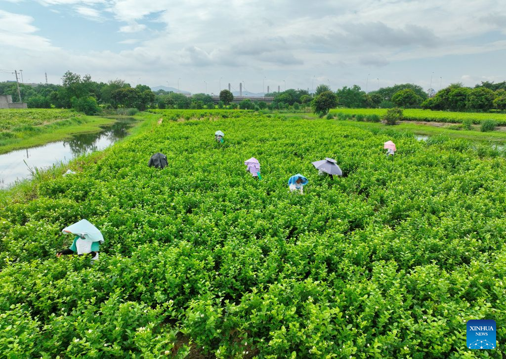 A drone photo shows farmers picking jasmines at a jasmine plantation at Pukou Village in Cangshan District of Fuzhou, southeast China's Fujian Province, on July 21, 2026. Fuzhou's traditional jasmine tea scenting craftsmanship, a national intangible cultural heritage, is driving the city's cultural tourism development. Leveraging its century-old jasmine tea industrial heritage, the city has restored historic tea plantations and scenting workshops while developing tea-themed industrial, educational and cultural attractions. In recent years, the renowned jasmine tea heritage has been transformed into a vibrant driver of the city's cultural tourism growth. (Xinhua/Lin Shanchuan)