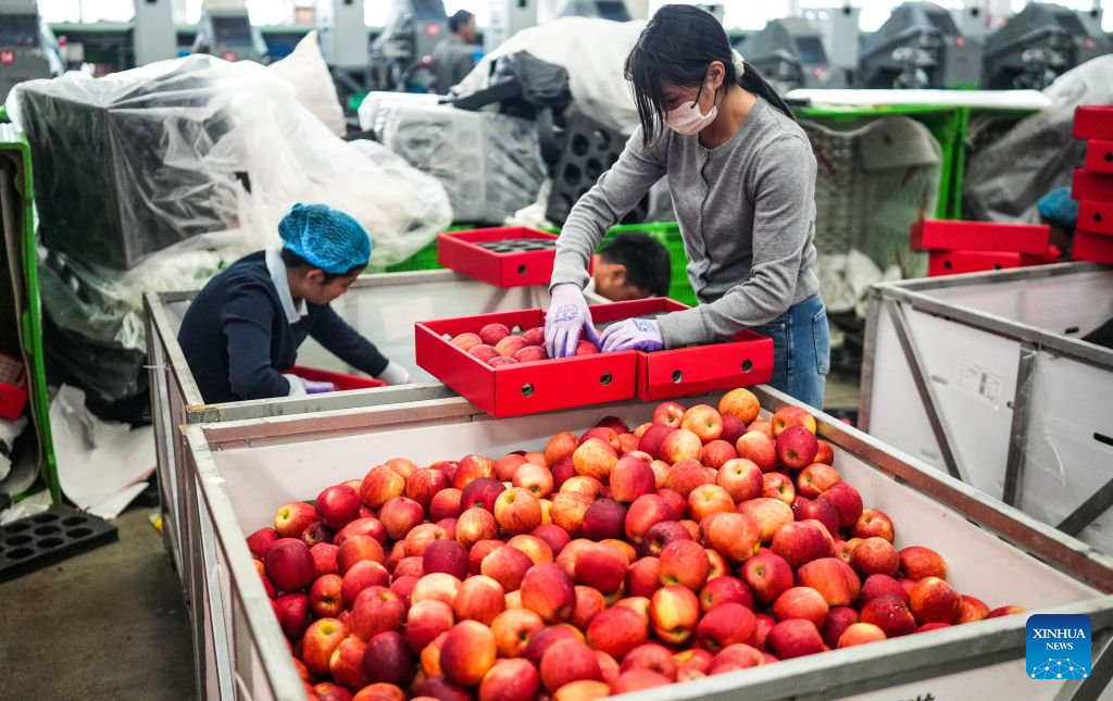 Workers pack apples at a fruit company in the Yi-Hui-Miao Autonomous County of Weining, Bijie, southwest China's Guizhou Province, Sept. 5, 2026. Early-ripening apples in the Yi-Hui-Miao Autonomous County of Weining are gradually entering the harvest season. The county has 150,000 mu (about 10,000 hectares) of apple trees bearing fruit, with more than ten apple varieties. The county's apple industry has generated a comprehensive output value of 1.2 billion yuan (about 178.81 million U.S. dollars), boosting the incomes of nearly 100,000 rural households. (Xinhua/Tao Liang)