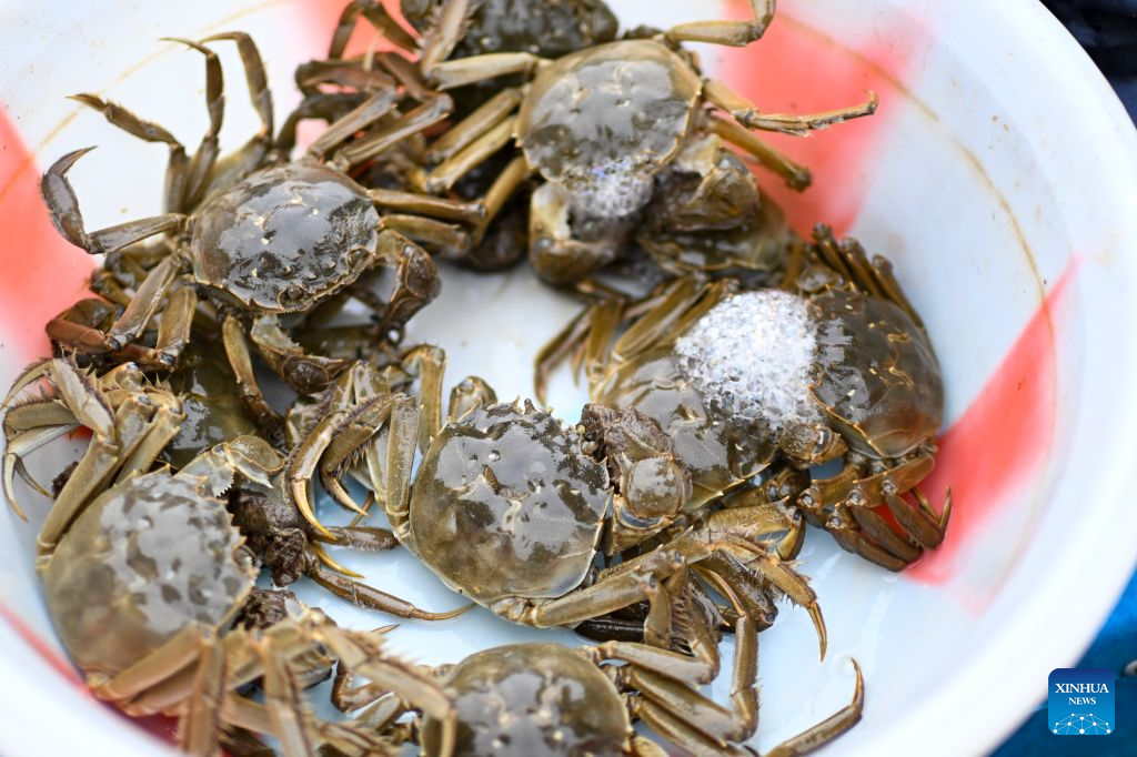 This photo taken on Sept. 28, 2026 shows hairy crabs newly caught in the Yangcheng Lake in Suzhou, east China's Jiangsu province. This year's harvest season for China's highly sought-after freshwater crabs began on Monday in the Yangcheng Lake. (Photo by Wang Xuzhong/Xinhua)