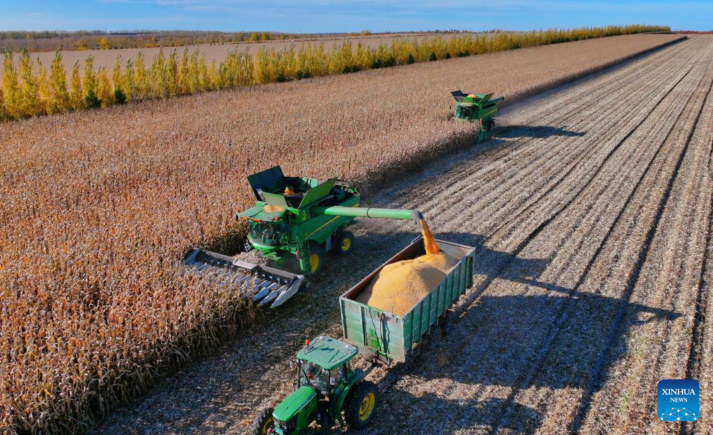 A drone photo taken on Oct. 5, 2026 shows harvesters working in a corn field of a farm under Beidahuang Group in northeast China's Heilongjiang Province. China's top grain producer Heilongjiang Province has witnessed a bountiful harvest during the National Day holiday. (Photo by Ren Baoji/Xinhua)
