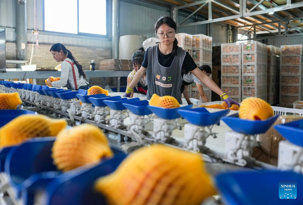 Workers sort apples at a logistics company in Zhaotong City, southwest China's Yunnan Province, Aug. 13, 2026. The early-season apples grown in Zhaotong hit the market in recent days, some 20 to 30 days earlier than common varieties. The city has an apple planting area of 850,000 mu (about 57,000 hectares), including 196,300 mu (about 13,090 hectares) dedicated to early-season varieties. (Xinhua/Chen Xinbo)