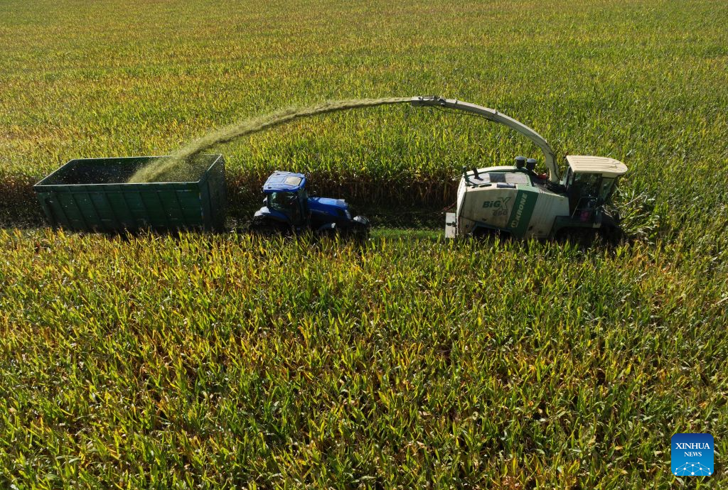 An aerial drone photo taken on Sept. 11, 2026 shows a site of silage maize harvest at a farm under Beidahuang Group in northeast China's Heilongjiang Province. Harvest of silage crops are underway across Heilongjiang Province. Farmers are making the most of the harvest season, coordinating harvesting, transportation and storage to ensure ample feed for livestock through the winter. (Photo by Lin Jinchun/Xinhua)