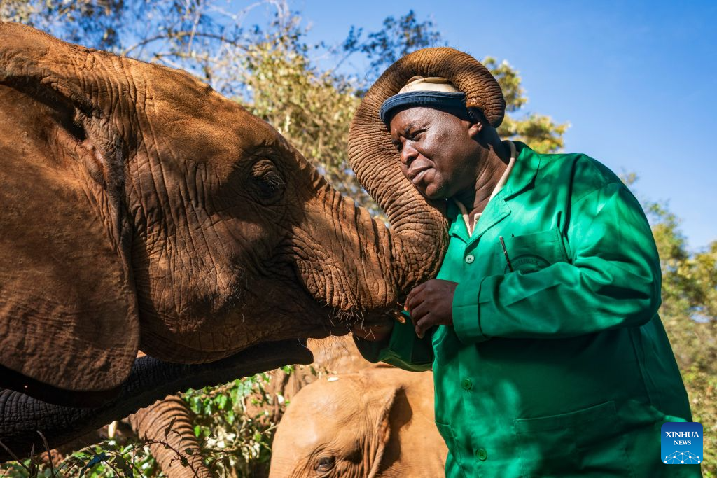 A worker interacts with an African elephant at Sheldrick Wildlife Trust's Nairobi Nursery in Nairobi, Kenya, Aug. 11, 2026.

August 12 marks World Elephant Day, an international annual event to bring attention to the threats facing elephants and promote their protection. (Xinhua/Xie Jianfei)