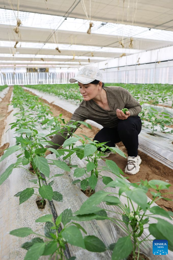 A staff member works inside a water-saving photovoltaic greenhouse in Hongsibu District of Wuzhong, northwest China's Ningxia Hui Autonomous Region, Sept. 20, 2026. Based on local agricultural conditions, farmers in Hongsibu District have built photovoltaic greenhouses, integrating photovoltaic power generation, intelligent temperature control, and precision water-saving technologies. (Xinhua/Liu Yun)