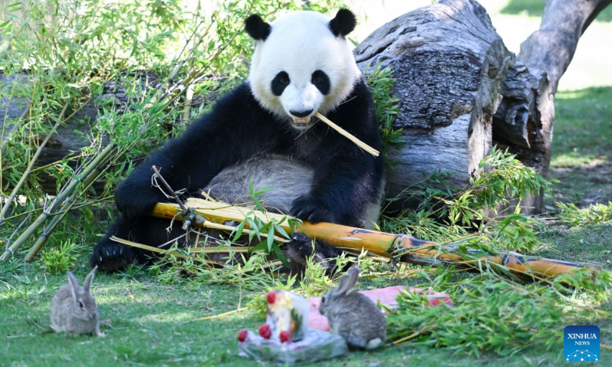 Giant panda Jin Xi enjoys a cooling treat at Zoo Aquarium Madrid in Madrid, Spain, on July 2, 2026. As high temperatures persist across much of Spain, Zoo Aquarium Madrid helped its animals beat the heat by providing frozen treats made from fruits, vegetables and meat. (Photo by Gustavo Valiente/Xinhua)